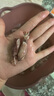 蟻淘鮮海兔子500g 滿籽筆管魚 魷魚籽墨魚仔烏章魚全籽小烏賊干新鮮干貨 【100g嘗鮮】海兔100g約25-35個(gè) 曬單實(shí)拍圖