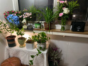 臨雅繡球花苗盆栽室內(nèi)陽臺庭院植物四季開花卉無盡夏帶花苞耐寒老樁秀 【花期帶花】太陽神殿 曬單實拍圖