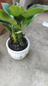 【吸甲醛植物】大葉金鉆盆栽室內(nèi)綠植辦公室客廳四季常青水培好養(yǎng) 金鉆+舍得紫砂盆+圓底座 一盆三顆【下單就送顆粒肥】 曬單實(shí)拍圖