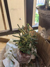 含羞草小盆栽室內(nèi)陽臺(tái)植物四季常青易種花卉怕羞草害羞草趣味植物 2盆含羞草（原盆） 不含盆 曬單實(shí)拍圖