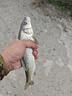 大河奔流路亞發(fā)燒友響尾蛇VIB實(shí)戰裝遠投金屬翹嘴鱸魚(yú)路亞餌活魚(yú)涂裝假餌 R40 #五色裝【5只實(shí)戰裝】 曬單實(shí)拍圖