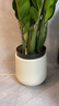 【金錢樹】盆栽客廳室內(nèi)植物錢串子大型發(fā)財(cái)綠植喬遷開業(yè)送盆花卉 20-25株金錢樹0.9-1.1米聚寶盆 送肥料 曬單實(shí)拍圖