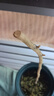 紫藤花樹苗四季開花爬藤綠植物紫藤蘿花卉盆栽陽臺庭院室內(nèi)外圍墻 美國藤【盆栽苗】 粗度1cm（高度70cm） 曬單實拍圖