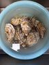 鮮海道 鮮活乳山生蠔5XL 凈重5斤 8-12只 生鮮海鮮貝類 源頭直發(fā) 曬單實(shí)拍圖