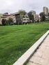 沃湖灣草坪草籽四季常青護坡綠化狗牙根馬尼拉庭院地毯草皮種子黑麥草孑 混播四季青1斤【耐寒耐旱】 曬單實(shí)拍圖