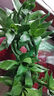 觀音竹水培植物富貴竹蓮花竹室內(nèi)綠植觀根觀葉好養(yǎng)易活四季常青 【兩盆裝】觀音竹（輕奢塑料盆）+贈送2支營養(yǎng)液 曬單實拍圖