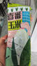 騎猴趕馬漳州牛奶玉米【順豐】生吃即食玉米新鮮采摘代餐爆漿牛奶水果玉米 【順豐】牛奶玉米 8斤 【10-16根】 團(tuán)購/售后詳詢客服 曬單實(shí)拍圖
