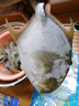 新鮮特大號金鯧魚鮮活冷凍批發(fā)一箱肉鯧魚平魚野生白鯧魚海鮮水產(chǎn) 特大號 500g 每條 5條裝【開海新貨 不新鮮包賠】 曬單實拍圖