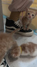 VANS范斯官方 SK8-Hi VR3經(jīng)典小黑鞋簡約休閑男鞋女鞋板鞋 黑色/米白色 36 曬單實拍圖