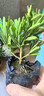 花姬 海島紅芽太子妃羅漢松四季紅紫真趣黃金鉆海島黃芽圓葉珍珠 扦插黃金鉆15公分左右 帶盆栽好 曬單實(shí)拍圖
