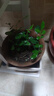 懶人水培綠植九里香綠蘿文竹室內(nèi)易養(yǎng)凈化空氣花卉盆栽植物花卉 九里香5顆【不含盆】土培水培皆可10-15cm 曬單實拍圖