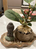 八芽盆栽小盼菩提樹植物室內(nèi)禪意盆景辦公室桌面好養(yǎng)綠植源頭直發(fā)包郵 蓮花盆菩提（頓悟菩薩套裝） 曬單實(shí)拍圖