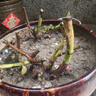新品濃香型玫瑰花苗盆栽花卉綠植陽臺庭院室內(nèi)外老根耐寒四季開花 蘇格紅綠玫瑰 精品老樁2棵（四季開花濃香） 曬單實(shí)拍圖