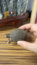 金絲楠陰沉木金錢龜原木桌面擺件規(guī)格長7.5*4.2*4cm 曬單實(shí)拍圖