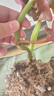 ZNMW鱒魚秋海棠烏頭富士山熱帶植物鮮花綠植花盆謎室內(nèi)客廳花園 【紅紋】竹節(jié)類秋海棠 曬單實拍圖