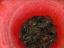 【多款籠網(wǎng)適】黑爆餌料蝦籠魚(yú)籠捕魚(yú)網(wǎng)籠黃鱔餌料河蝦泥鰍專(zhuān)用 黑爆餌料1大包（200g） 曬單實(shí)拍圖