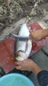 小鳳仙L-NK08湖庫綜合大物鰱鳙漂浮漂高靈敏醒目納米魚漂釣魚漁具魚浮 曬單實(shí)拍圖
