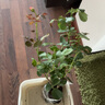艾莎夢露玫瑰花苗切花月季綠植物四季開花朱麗葉藍(lán)色風(fēng)暴大花盆栽 戴安娜中苗（花期帶花苞）40-60cm高 不含盆 曬單實拍圖
