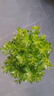 開時(shí)果 小葉赤楠盆景擺件 辦公室桌面綠植花卉好養(yǎng)盆栽植物源頭直發(fā)包郵 【熱銷款】哥窯浸墨盆+苔蘚+底座 曬單實(shí)拍圖