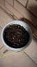 德沃多肥料向日葵種子DIY兒童趣味種植盆栽套裝小學(xué)植物觀察幼兒園六一 曬單實拍圖