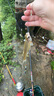 龍王恨魚餌藍鯽X5腥香綜合通殺釣魚餌料湖庫黑坑野釣鯽鯉草青鳊魚食魚餌 曬單實拍圖