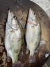 老鬼（OLDGHOST）蛋奶果酸紅果濃香魚餌粉末添加劑鯉鯽魚野釣魚專用小藥誘魚劑 【混合2瓶裝】蛋奶果酸+紅果濃香 曬單實(shí)拍圖