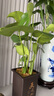 龜背竹盆栽水培大葉四季長青花卉綠植四季好養(yǎng)活清晰空氣臥室老樁 龜背竹60-70厘米3顆 曬單實拍圖