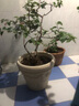 愛麗思愛麗思仿陶瓷特大號加厚塑料種樹FIRENZE凸紋圓形花盆400淺米 曬單實拍圖