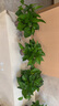 綠蘿盆栽室內(nèi)客廳綠植花卉 家用凈化空氣綠籮植物吸除甲醛吊蘭 高20CM【綠加侖吸水】10盆+5肥 曬單實(shí)拍圖