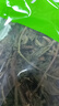 墨源靈香草中藥材香料零陵香香靈草滿(mǎn)山香香草調料可做香包干草打粉 靈香草100克【新貨】 曬單實(shí)拍圖