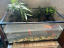 西游水族烏龜缸超白玻璃生態(tài)造景龜魚(yú)缸一體混養(yǎng)生態(tài)缸客廳專用家用飼養(yǎng)缸 50雨林水陸景觀【缸+做好成品發(fā)貨】 曬單實(shí)拍圖