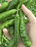 江西新鮮現(xiàn)摘辣椒農(nóng)家種植萍鄉(xiāng)薄皮土辣椒線椒微辣青椒季節(jié)蔬菜 新鮮現(xiàn)摘 3斤 曬單實(shí)拍圖