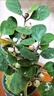 小盼小葉菩提樹盆栽帶果植物室內(nèi)辦公室好養(yǎng)活禪意客廳綠植微盆景 特級大菩提40果左右+旭日盆+底座 帶盆栽好 曬單實拍圖
