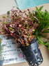 瘋狂水草（FKSC）真水草魚缸造景套餐凈化水質(zhì)懶人魚缸水草植物直接入缸蜈蚣草 【火山石】好養(yǎng)易活適合30-40缸 曬單實拍圖