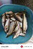simago喜曼多魚(yú)竿釣竿釣魚(yú)竿黑坑臺(tái)釣竿鯽魚(yú)鯉魚(yú)竿野釣溪流竿超輕超硬挺 2.7m 逸動(dòng)+上手即釣禮包 曬單實(shí)拍圖