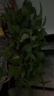 雙盟綠蘿盆栽除甲醛花卉綠植辦公室新房?jī)艋諝?80加侖4盆裝源頭直發(fā) 曬單實(shí)拍圖