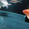 高夠力（HIKARI）日本進(jìn)口櫻花錦鯉魚(yú)飼料蝴蝶鯉魚(yú)食金魚(yú)蘭壽高蛋白魚(yú)糧 2kg 育成 M中粒5mm（上浮料） 曬單實(shí)拍圖