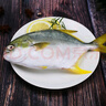 環(huán)球水產(chǎn) 南海金鯧魚700g 2條 BAP認(rèn)證深海魚 冷凍 生鮮魚類海鮮 家庭聚餐 曬單實(shí)拍圖