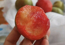 阿克蘇蘋果;AKSU；AKESU APPLE新疆恐龍蛋李子味帝【新疆直郵-順豐空運】紅肉杏李新鮮水果生鮮 特級果凈重3斤禮箱【單果70g+】 【精品禮箱】人工嚴選丨純甜 曬單實拍圖