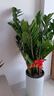 大型盆栽各種植物發(fā)財樹(shù)金錢(qián)樹(shù)綠蘿慶典喬遷盆景綠植辦公室內客廳 金錢(qián)樹(shù)1-1.2米【羅馬盆】 含盆 曬單實(shí)拍圖