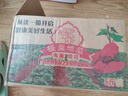 正宗海南澄邁橋頭地瓜小香薯富硒板栗紅薯蔬菜不套袋不塑形代餐 丑果【丑的很實在】含箱5斤 單果克重100～400g（超劃算） 曬單實拍圖