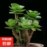多肉植物 多肉精選老樁蒂亞吸財樹辦公室室內(nèi)陽臺紅寶石群生多頭 金錢木【3-5頭】 曬單實拍圖
