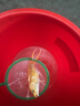AIPHAROW純種黑色龍鳳錦鯉長尾錦鯉活體觀賞魚黃金錦鯉白金魚淡水蝴蝶鯉魚 黃金錦鯉8-10厘米5條 曬單實(shí)拍圖