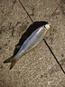 熊火 路亞餌淡水海水白條路亞瓜子亮片仿生軟餌翹嘴鱸魚(yú)黑魚(yú)專殺假餌 28件瓜子亮片套裝 曬單實(shí)拍圖
