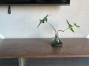 八芽發(fā)財(cái)樹小盆栽花卉水培植物客廳桌面綠植室內(nèi)四季招財(cái)樹辦公室好養(yǎng) 雙桿發(fā)財(cái)樹-小藍(lán)瓶-含紫砂托 含盆 曬單實(shí)拍圖