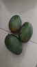 庾豐 海南應(yīng)季新鮮芒果 整箱當(dāng)季現(xiàn)摘孕婦熱帶水果大青 皮芒果 5斤裝【單果約200g+】凈果4.5斤 曬單實拍圖