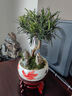 羅漢松盆景老樁植物盆栽四季常青造型樹室內(nèi)花綠植桌面微景觀好養(yǎng) 【羅漢松】金玉滿堂+小如來+木架 整套成品（山石苔蘚，帶盆種好） 曬單實拍圖
