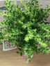 藝萱滿天星盆栽四季開花室內(nèi)客廳帶盆栽好養(yǎng)帶花苞發(fā)貨觀花植物常綠 中盆滿天星+送營(yíng)養(yǎng)液（懶人盆） 曬單實(shí)拍圖