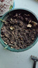 進(jìn)口花毛茛種球洋牡丹重瓣種球開(kāi)大花室內外陽(yáng)臺盆栽大棚植物花卉 進(jìn)口-花毛茛【重瓣】粉色 【套餐】10球+矮加侖盆+土+肥 曬單實(shí)拍圖