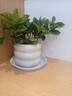 綠有意 綠植花卉辦公室客廳桌面盆栽擺件簡(jiǎn)約創(chuàng)意網(wǎng)紅北歐綠植ins云朵盆 梔子花+甜甜圈PET樹(shù)脂盆+托盤(pán)+肥料 北歐風(fēng)格網(wǎng)紅綠植 曬單實(shí)拍圖